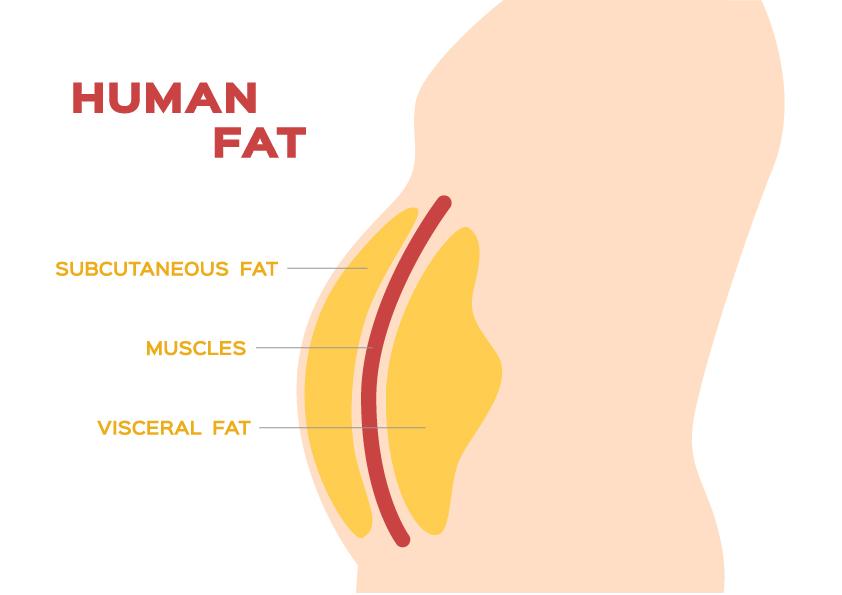 Mastering Fats Essential Sources for Cellular Health